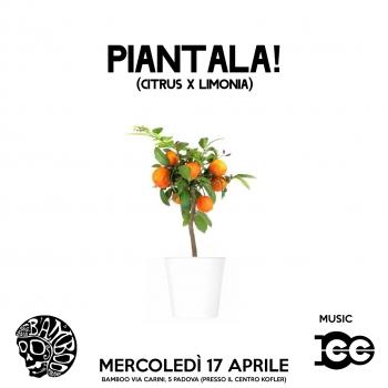 mercoledì-CITRUS-ICC-piantala-BAMBOO.jpg