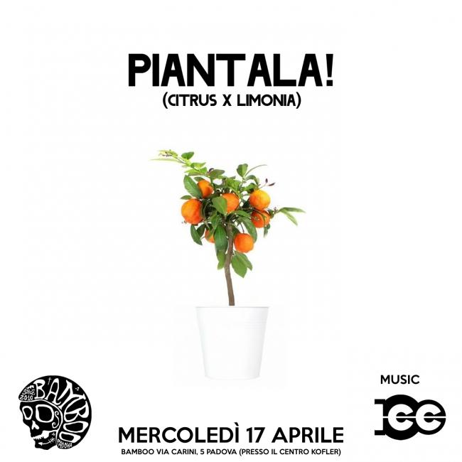 mercoledì-CITRUS-ICC-piantala-BAMBOO.jpg